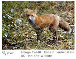 Red Fox