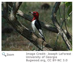 Red-headed Woodpecker