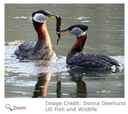 Red-necked Grebe