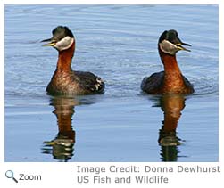 Red-necked Grebe