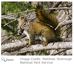 Red Squirrel