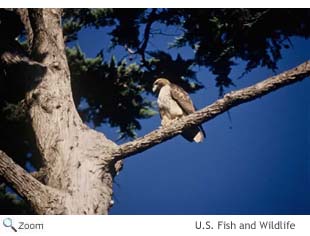 Red-tailed Hawk