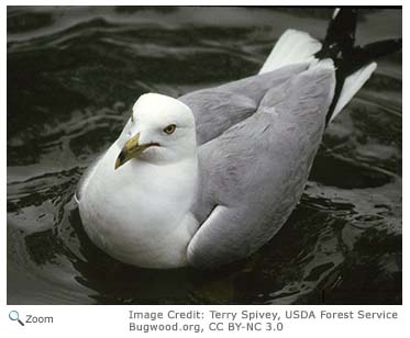 Ring-billed Gull