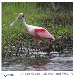 Roseate Spoonbill