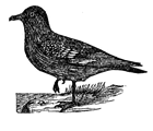 skua