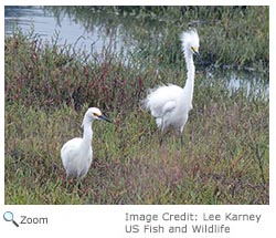 Snowy Egret