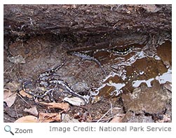 Spotted Salamander