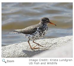 Spotted Sandpiper