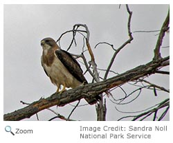 Swainson's Hawk