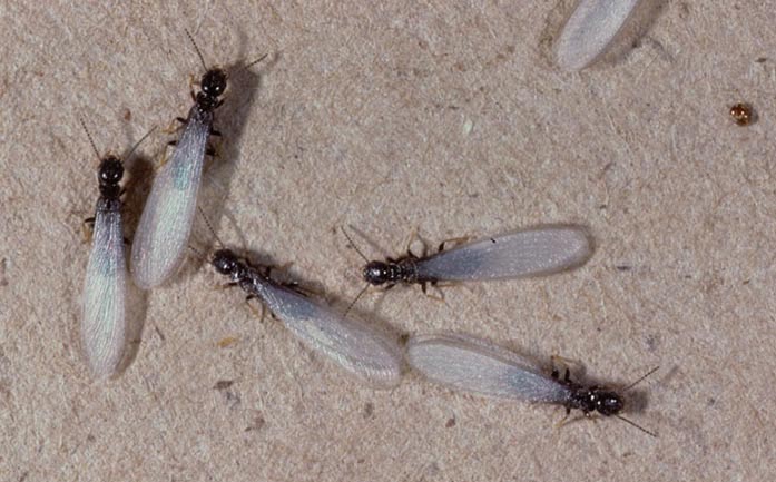 Isoptera Termites Wildlife Journal Junior
