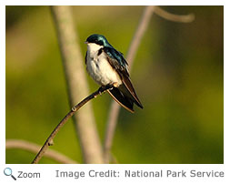 Tree Swallow