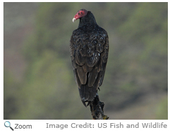 Turkey Vulture