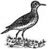 upland sandpiper