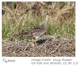 Upland Sandpiper