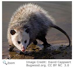 Opossum