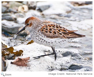 Western Sandpiper