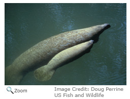 West Indian manatee