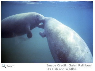 West Indian manatee