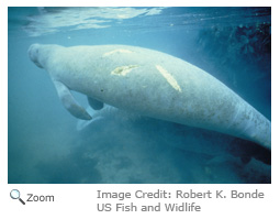 West Indian manatee