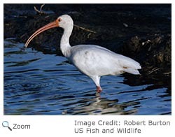 White Ibis