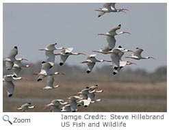 White Ibis