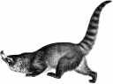 White-nosed Coati