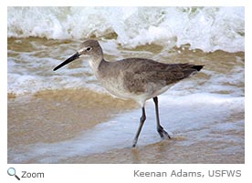 Willet