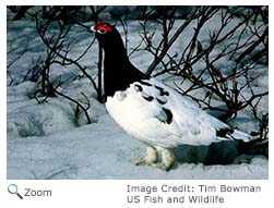 Willow Ptarmigan