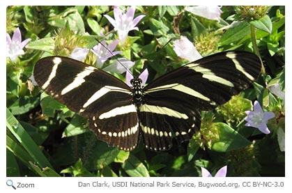 Zebra longwing