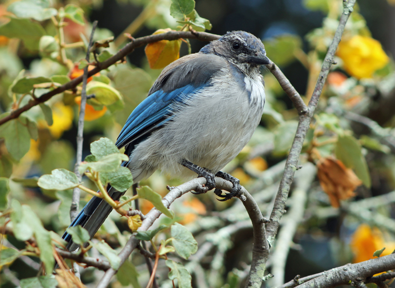 Passeriformes - Perching Birds photo gallery | Wildlife Journal Junior